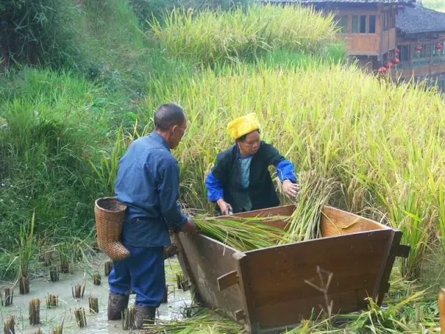 ***的小型面粉机价格_家用小型面粉机器视频_小型面粉机